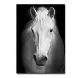 Black and white animal decorative painting