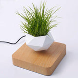 Air Bonsai Floating Plant Desk Decor - Senseandtrendz