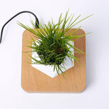 Air Bonsai Floating Plant Desk Decor - Senseandtrendz