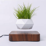 Air Bonsai Floating Plant Desk Decor - Senseandtrendz