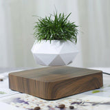 Air Bonsai Floating Plant Desk Decor - Senseandtrendz