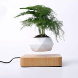 Floating Bonsai Plant