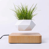 Air Bonsai Floating Plant Desk Decor - Senseandtrendz