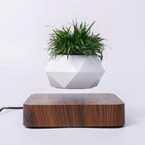 Air Bonsai Floating Plant Desk Decor - Senseandtrendz